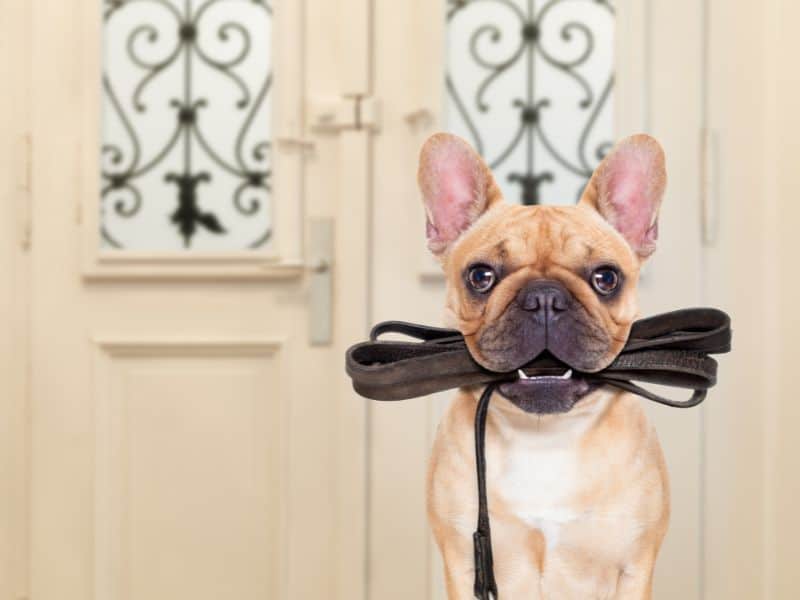 A dog waiting to be walked. Lower stress that causes brain fog by walking in nature.